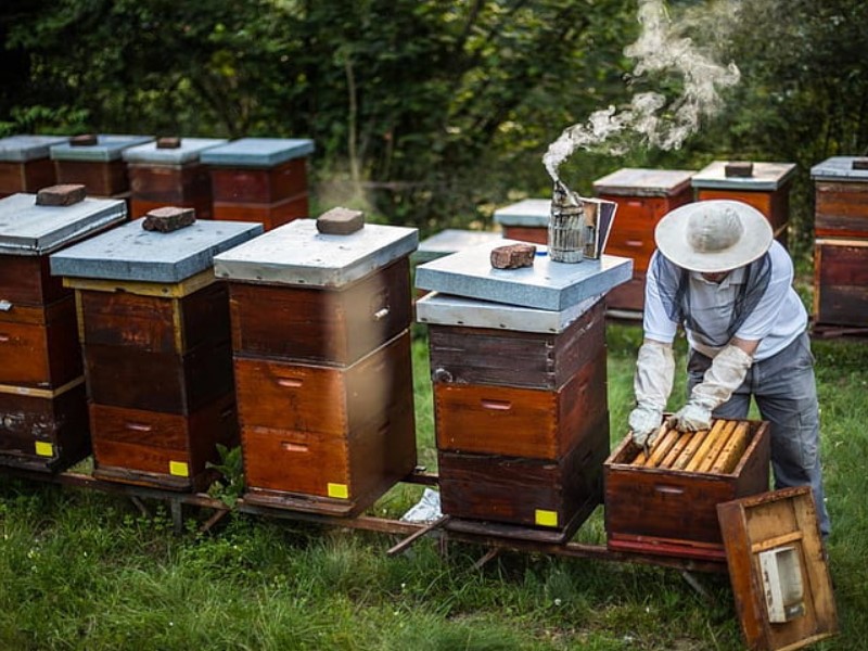 Bienenstock vor Gebrauch des Oxalsäureverdampers vorbereiten